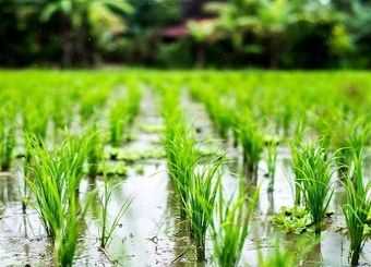 دلالان برنج‌ها را در زمان برداشت از کشاورزان می خرند