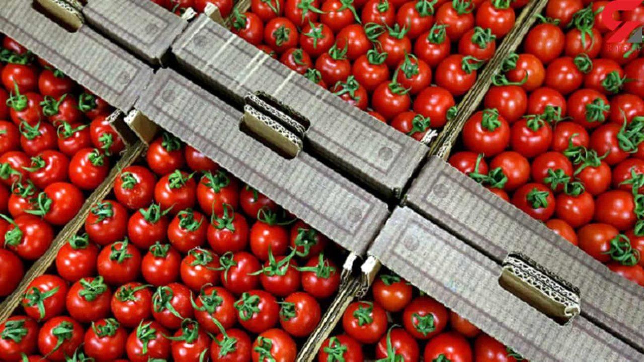  اقدام وزارت جهاد کشاورزی برای مدیریت صادرات گوجه