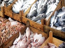  رشد ۵۷ درصدی صادرات شیلات ایران در سال ۱۴۰۱