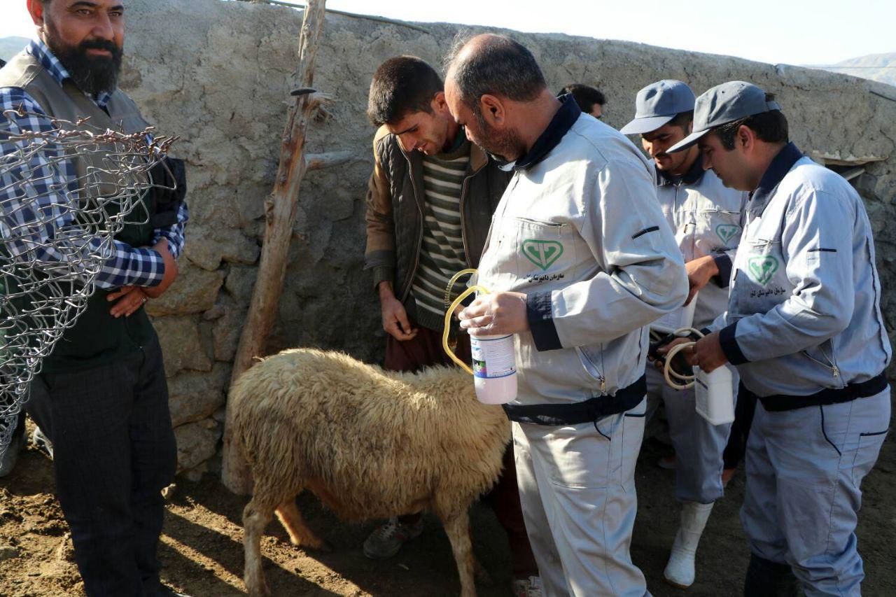 واکسیناسیون ۴۵۰ هزار راس دام عشایری در خراسان‌شمالی
