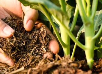 توضیحات شرکت خدمات حمایتی وزارت جهاد کشاورزی به خبر «نود اقتصادی»