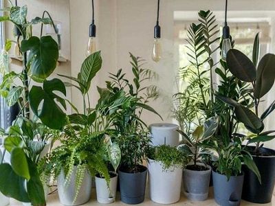 بهترین گل های آپارتمانی کدامند؟