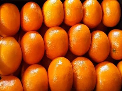 از ۷۰۰ هزار تن پرتقال مازاد فقط ۳۰۰ هزار تن آن صادر می‌شود