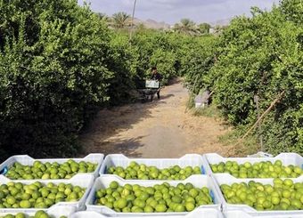 ورود سازمان مرکزی تعاون روستایی به خرید توافقی لیمو از باغداران