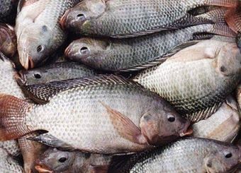 قیمت ماهی طی ۴ سال اخیر ۶ برابر شده است