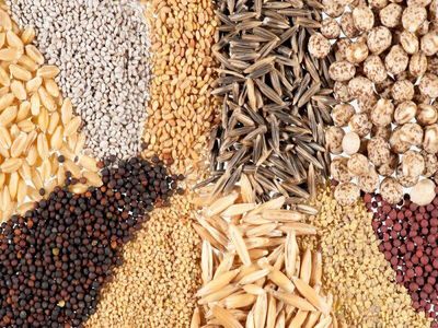 با آزمایشات اشتباه سازمان گیاه پزشکی، قیمت گوجه در ماه‌های اخیر تا ۵ و ۶ برابر بالا رفت