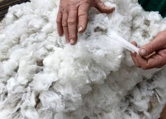 قیمت پشم وارداتی ایران ۷ برابر قیمت پشم صادراتی !