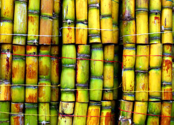 رشد 50 درصدی تولید محصول استراتژیک "شکر" در شرکت توسعه نیشکر خوزستان / کاهش 30 درصدی مصرف آب در تولید شکر با روش‌های مکانیزه