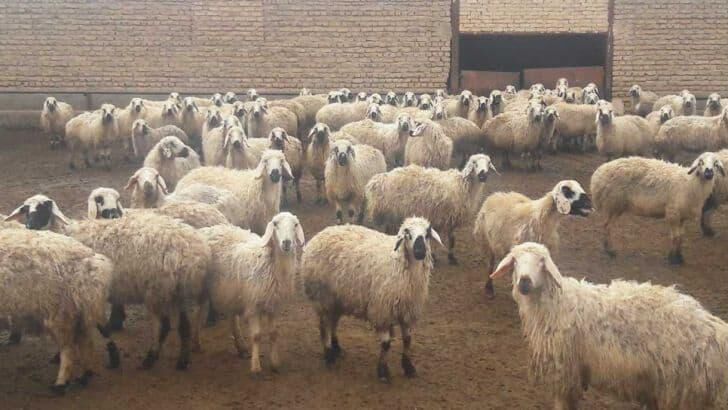 تقلای مدیرعامل اتحادیه دام سبک برای گرانی گوشت قرمز!