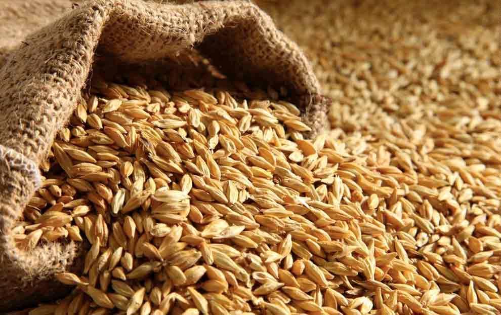 قیمت تضمینی جو تولید داخل مصوب شد