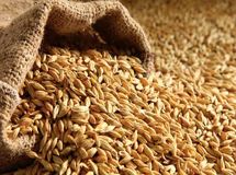 قیمت تضمینی جو تولید داخل مصوب شد