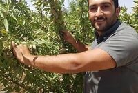احداث باغ بادام: از رؤیا تا واقعیت، راهنمای جامع برای باغداران آینده