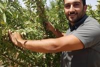 احداث باغ بادام: از رؤیا تا واقعیت، راهنمای جامع برای باغداران آینده