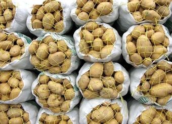بحران سیب‌زمینی ناشی از نداشتن سامانه‌های اطلاعاتی است