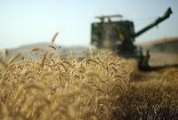 قیمت سبوس گندم آزاد شد