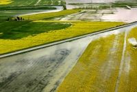 تشویق کشاورزان به تولید گندم با کیفیت