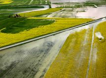 تشویق کشاورزان به تولید گندم با کیفیت