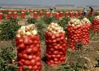 پرداخت فوری پول خرید تضمینی پیاز