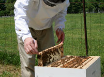 سود ۹۰ برابری زنبورداری به بخش کشاورزی