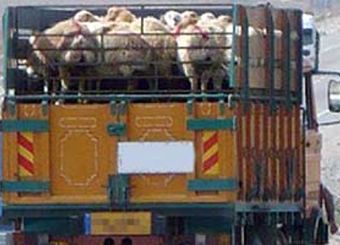 میانگین قیمت هر کیلو دام زنده ۳۲۰ هزار تومان است