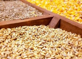 عطش بازار نهاده‌های دامی چه زمانی فروکش می‌کند؟
