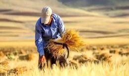 پرداخت مطالبات گندم‌کاران از ۱۵۰ همت گذشت
