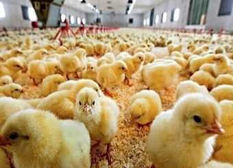 قیمت جوجه یک روزه اعلام شد/ هر عدد جوجه چند؟
