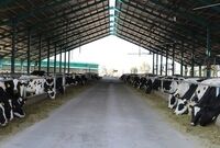 نامه سرگشاده اتحادیه کارخانجات خوراک به وزیر جهاد کشاورزی
