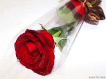 گل هم هدیه لاکچری شد/ قیمت گل روز مادر؛ از یک شاخه رز ساده تا باکس میلیونی!