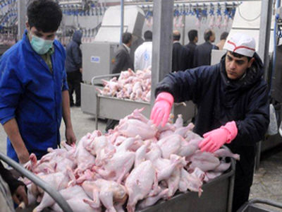 مدیرکل اتحادیه مرغداران گوشتی: کمبودی در تأمین گوشت مرغ موردنیاز کشور نداریم