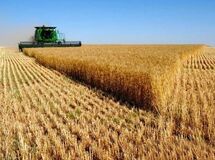 مجری طرح گندم وزارت جهاد: یک میلیون و 900 هزار تن گندم از کشاورزان خریداری شد