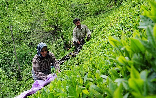 مدیر پروژه خرید تضمینی محصولات کشاورزی بانک سپه: خرید برگ سبز چای به 40 هزار تن رسید