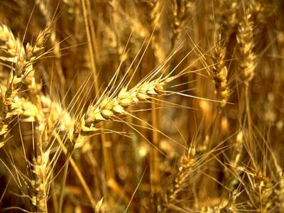 گندم، کنجاله سویا و روغن خام مهم‌ترین اقلام واردات کشاورزی اعلام شدند