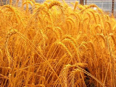 خرید تضمینی گندم از مرز سه میلیون تن گذشت