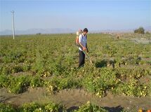 رئیس کمیسیون کشاورزی از صدور کارت سوخت برای کشاورزان درآینده نزدیک خبر داد
