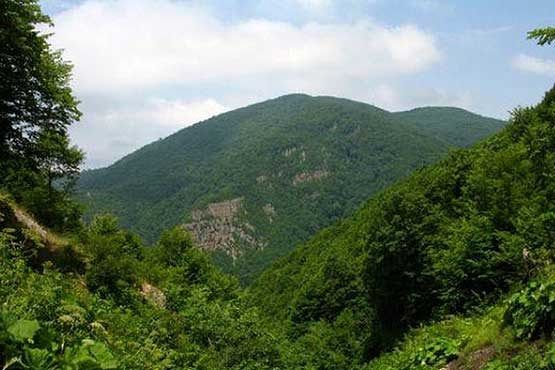 250 میلیاردریال اعتبار برای احیاء جنگل‌های بلوط زاگرسی اختصاص یافت