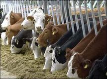 رئیس سازمان دامپزشکی: ارزش تولیدات و دام زنده کشور 110 هزار میلیارد تومان است