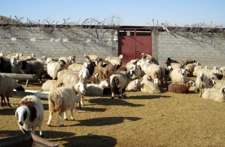 238 میلیاردریال برای تامین آب و علوفه عشایر اختصاص یافت