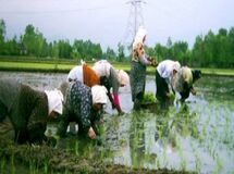 پاپی‌زاده: وزارت جهادکشاورزی اجازه واردات برنج را ندهد
