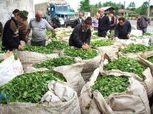86 میلیارد تومان برگ سبز چای از کشاورزان خریداری شد