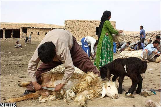 "ارزش اقتصادی تولیدات دام و طیور کشور 470 هزار میلیارد ریال است"
