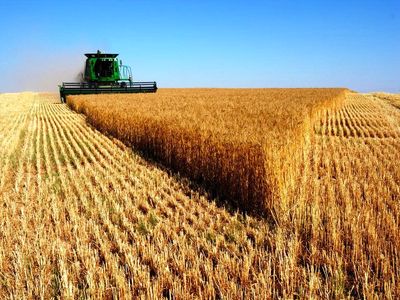 "هفتاد هزار تن گندم از گندمکاران استان تهران خریداری شده است"