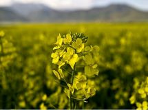 "گیاه کلزا در 270 هزار هکتار از اراضی کشور کشت می‌شود"