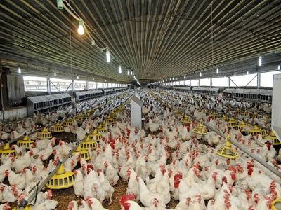 معاون امور دام: بیش از ۳۰ هزار تن گوشت مرغ و فرآورده‌‌های آن صادر شده است