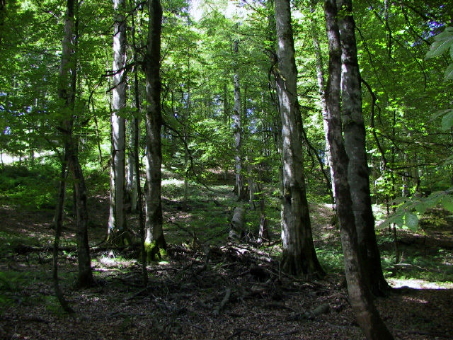 وزیر جهاد: نگاه صرف به جنگل برای بهره‌برداری چوب ظلم است