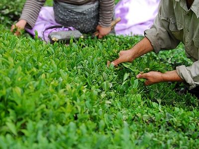 رئیس سازمان چای: برداشت برگ سبز چای 24 درصد کاهش یافت