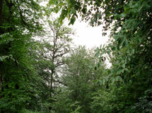 معاون وزیر جهاد: ایران از 11 اقلیم شناخته شده دنیا بهره‌مند است