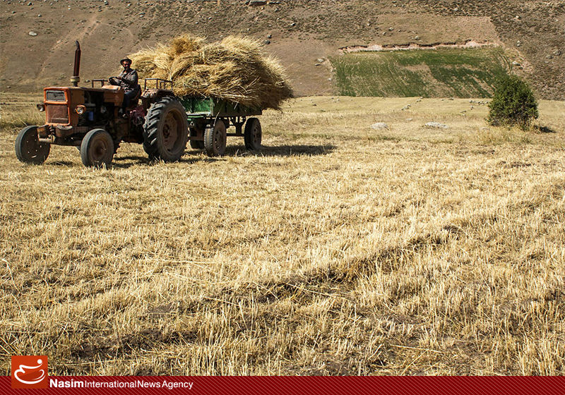 ملکی: تاکنون شش میلیون و ۶۷۰ هزار تن گندم از کشاورزان خریداری شده است