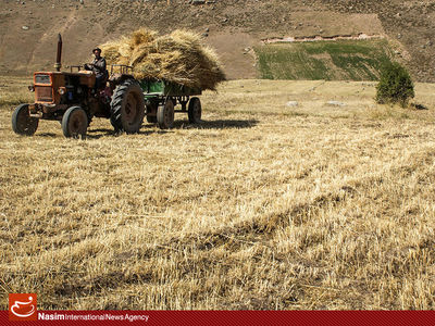 ملکی: تاکنون شش میلیون و ۶۷۰ هزار تن گندم از کشاورزان خریداری شده است