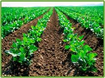 قائم مقام وزیر جهاد: توزیع کود با همان قیمت سال قبل صورت می‌گیرد